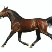 A picture of a healthy horse trotting with a white background