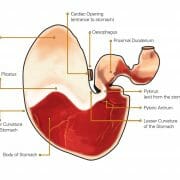 Diagram of a horse's stomach