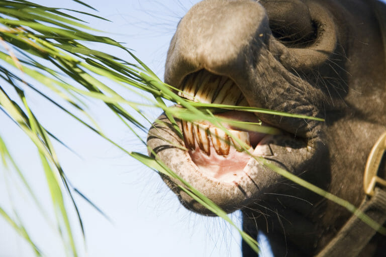 FeedXL Online Horse Nutrition Calculator