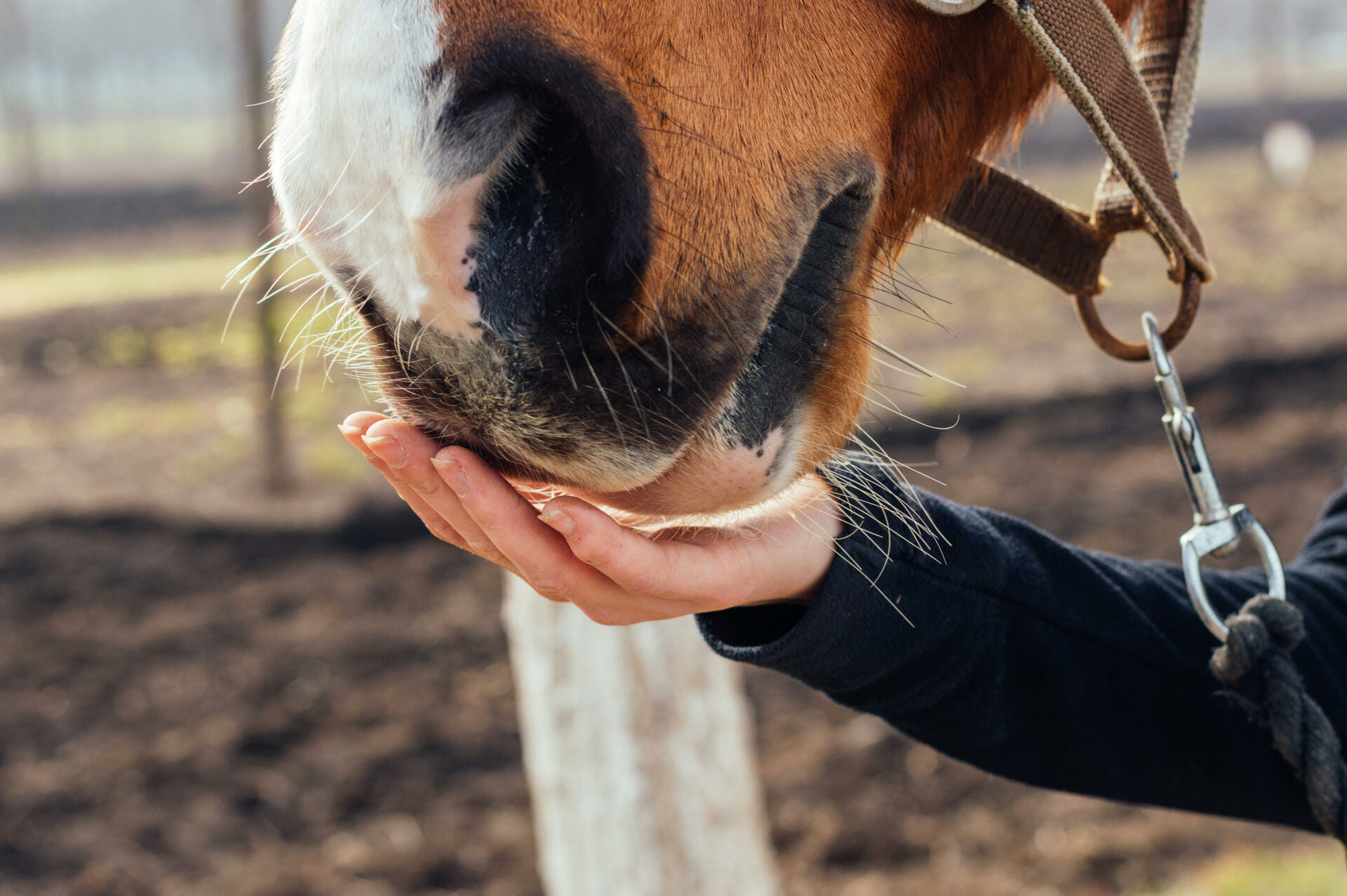 Can You Feed A Young Horse Senior Feed