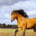 A horse cantering in a field