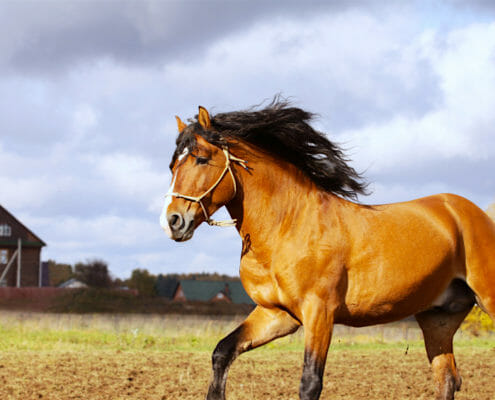 A horse cantering in a field