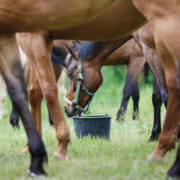 Many horses grazing on grass and eating out of buckets on the ground