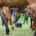 Many horses grazing on grass and eating out of buckets on the ground