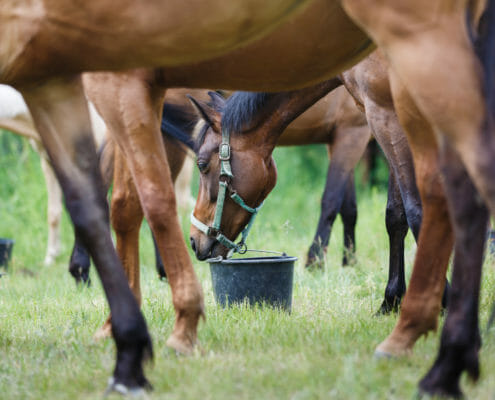 Many horses grazing on grass and eating out of buckets on the ground