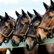 Four horses looking over a white fence