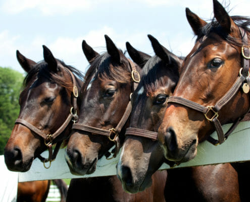 Four horses looking over a white fence