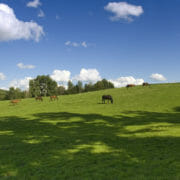 Horses grazing on a green pasture