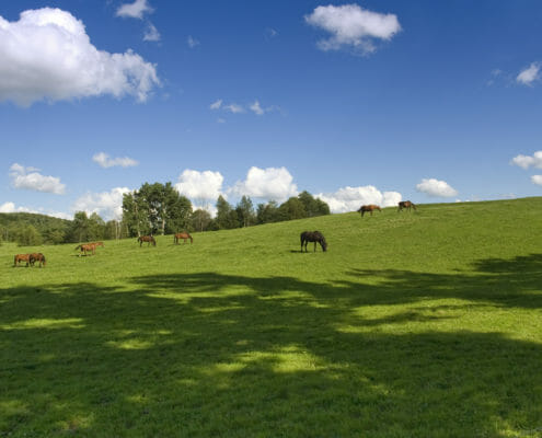 Horses grazing on a green pasture