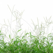 An image of a "bighead grass" which can cause bighead disease in horses