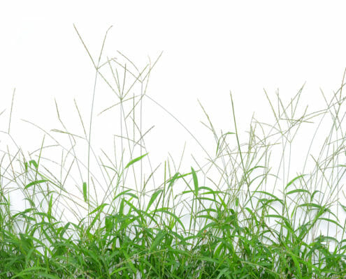 An image of a "bighead grass" which can cause bighead disease in horses