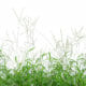 An image of a "bighead grass" which can cause bighead disease in horses