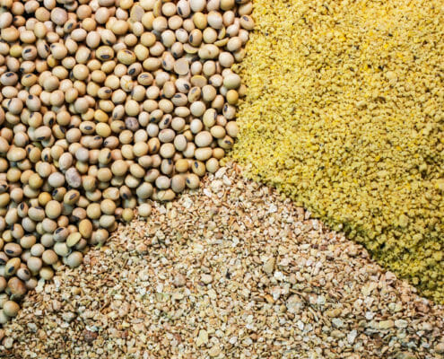 A variety of grains and horse feed ingredients