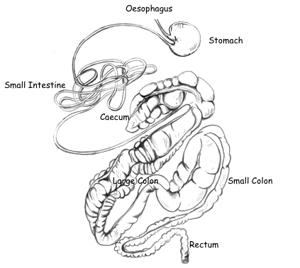 horse large intestine capacity