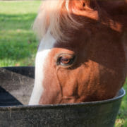 A horse eating out of a bucket