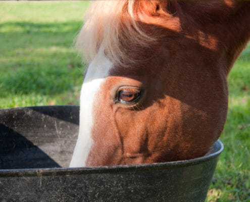 A horse eating out of a bucket