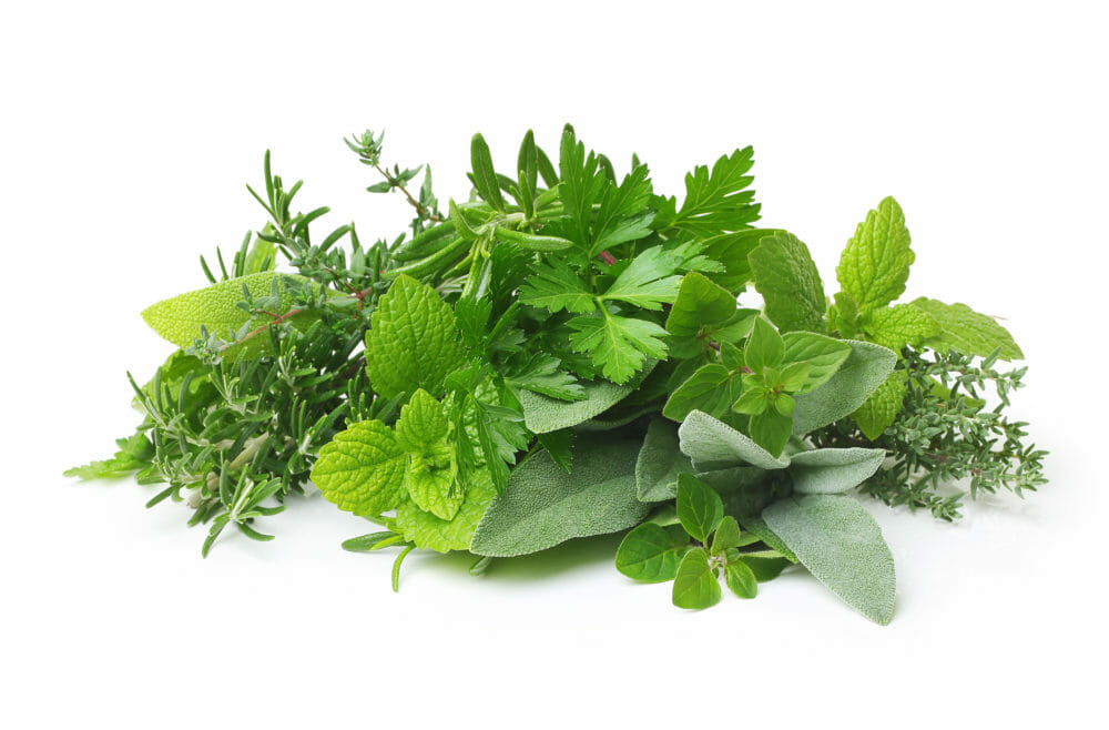 Herbs: Where Do They Fit in Your Horse's Diet?