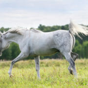 A grey horse walking in a field of grass