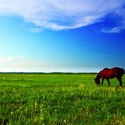 A horse grazing on a very lush, green pasture