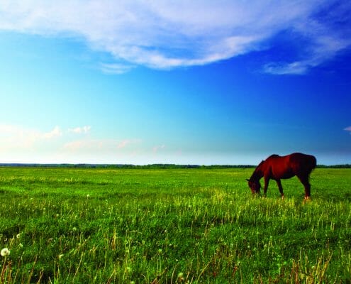 A horse grazing on a very lush, green pasture