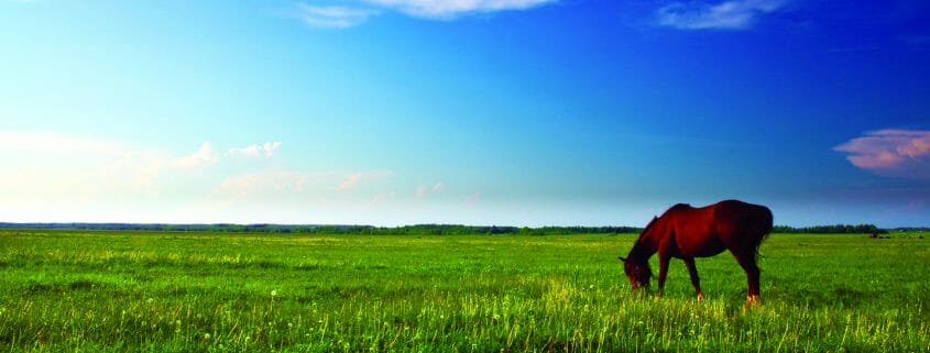 A horse grazing on a very lush, green pasture
