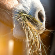 A close up photo of a horse eating hay