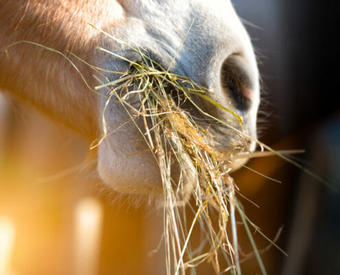 A close up photo of a horse eating hay