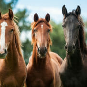 Three horses standing together looking at the camera