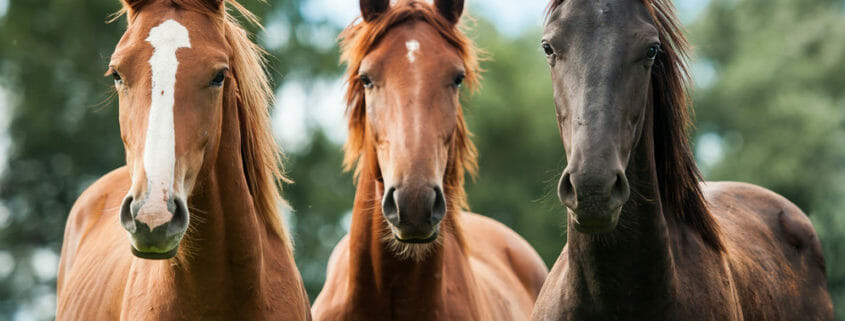 Three horses standing together looking at the camera