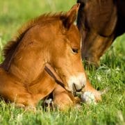 Horse Foul in Grass