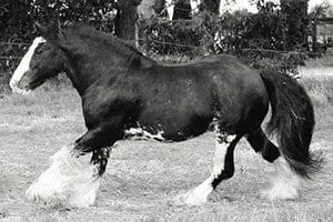 <span style="padding-top: 10px; padding-bottom: 10px; background-image: url(/wp-content/uploads/2017/06/Blue-quote-marks-2.png); background-repeat: no-repeat; background-position: 0px;">HEALTHY STALLION ALL YEAR</span>