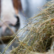 A close up of a horse eating hay