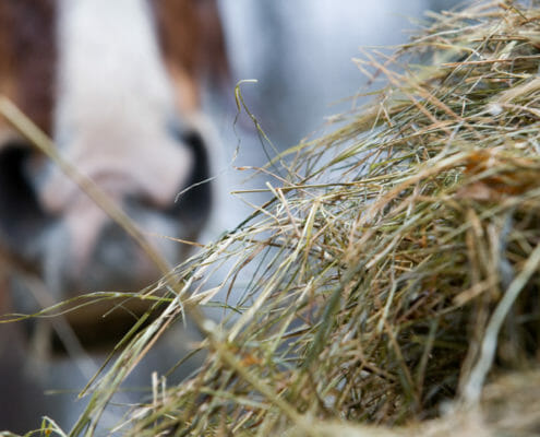 A close up of a horse eating hay