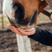 A horse's muzzle resting in the palm of a person's hand