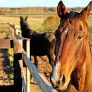 Horses standing by a wooden fence