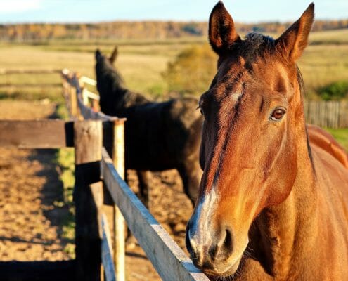 Horses standing by a wooden fence