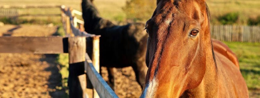 Horses standing by a wooden fence
