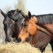 Two horses eating from a bale of hay outside