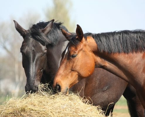 Two horses eating from a bale of hay outside