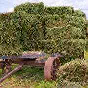 Alfalfa for horses on a wagon in a field