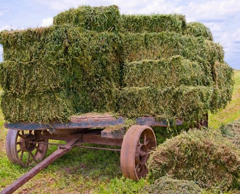 Hay for horses on a wagon in a field