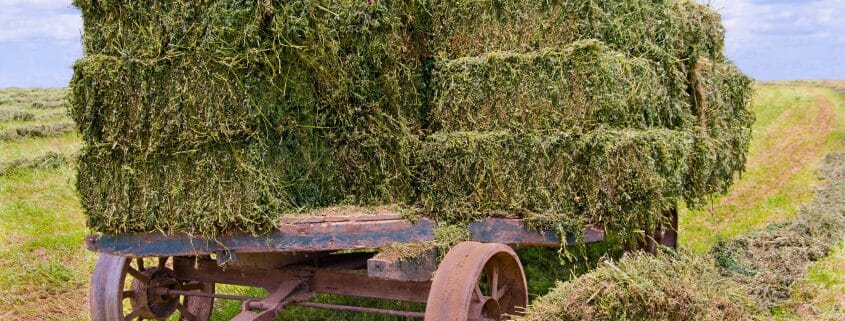 Hay for horses on a wagon in a field