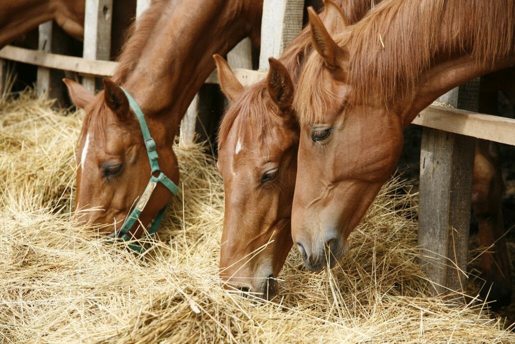 How Much Forage Your Horse Really Needs