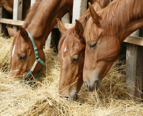 Horses eating hay