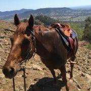 A horse wearing a saddle and bridle being led up a rocky hill