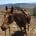 A horse wearing a saddle and bridle being led up a rocky hill