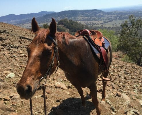 A horse wearing a saddle and bridle being led up a rocky hill