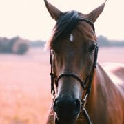 A horse wearing a bridle in a field