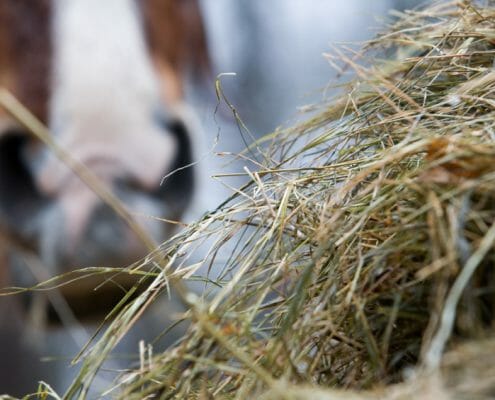 Hay with a horse in the background