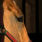 A close up picture of the side of a horse's face